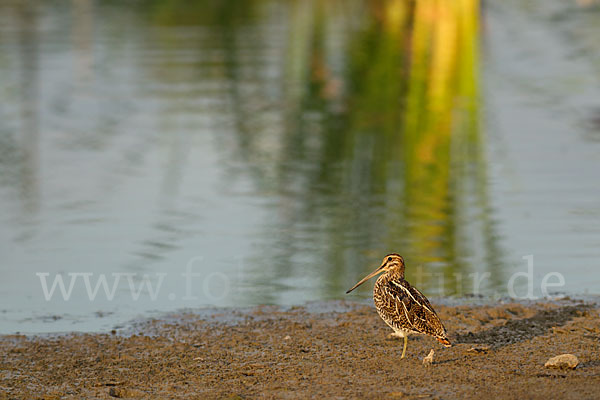 Bekassine (Gallinago gallinago)