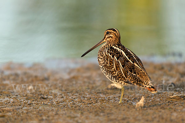 Bekassine (Gallinago gallinago)