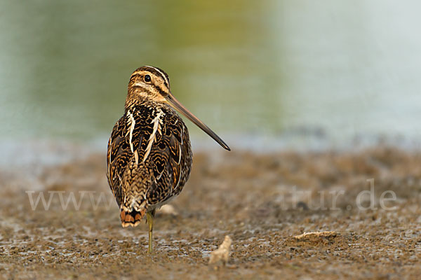 Bekassine (Gallinago gallinago)