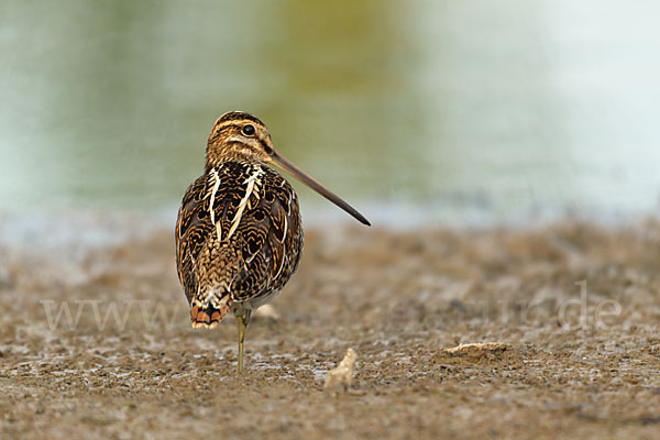 Bekassine (Gallinago gallinago)