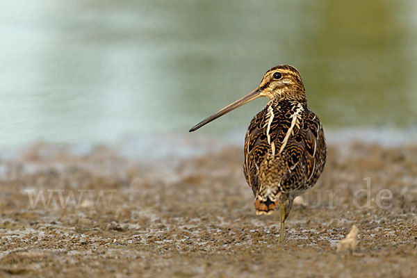 Bekassine (Gallinago gallinago)