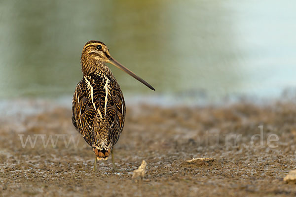 Bekassine (Gallinago gallinago)