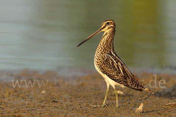 Bekassine (Gallinago gallinago)