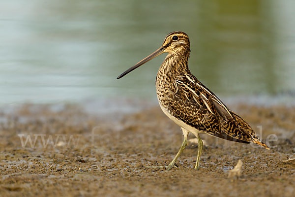 Bekassine (Gallinago gallinago)