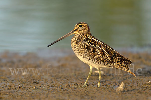 Bekassine (Gallinago gallinago)