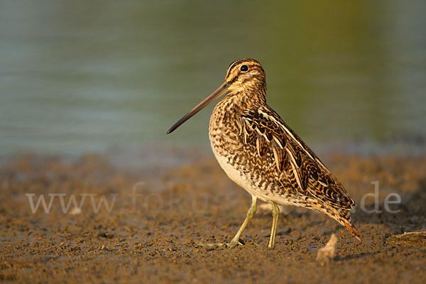 Bekassine (Gallinago gallinago)