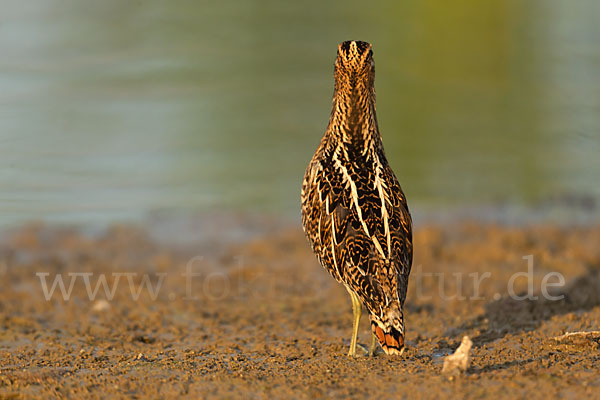 Bekassine (Gallinago gallinago)