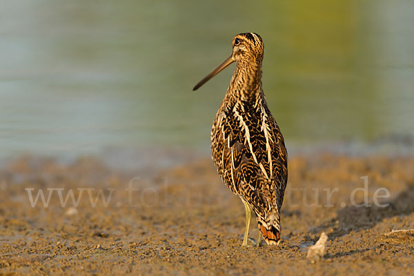 Bekassine (Gallinago gallinago)