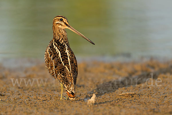 Bekassine (Gallinago gallinago)