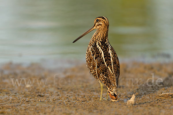 Bekassine (Gallinago gallinago)