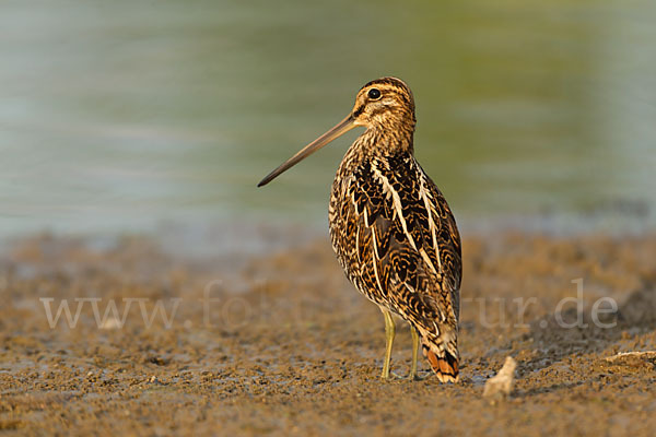 Bekassine (Gallinago gallinago)