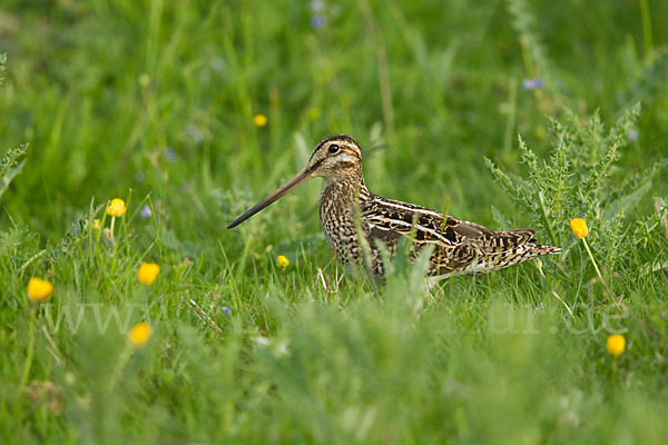 Bekassine (Gallinago gallinago)