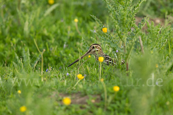 Bekassine (Gallinago gallinago)