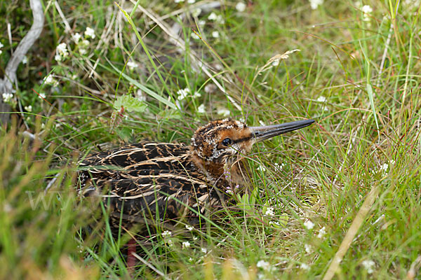 Bekassine (Gallinago gallinago)