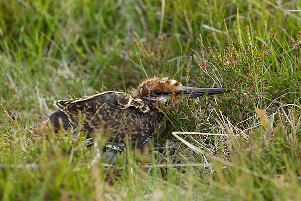 Bekassine (Gallinago gallinago)