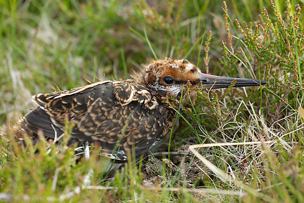 Bekassine (Gallinago gallinago)