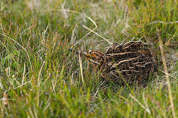 Bekassine (Gallinago gallinago)