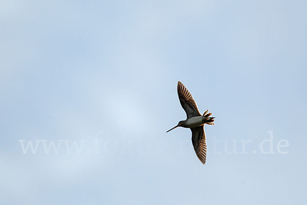 Bekassine (Gallinago gallinago)