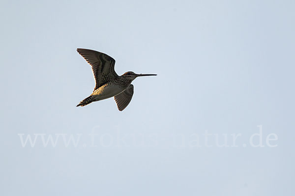 Bekassine (Gallinago gallinago)