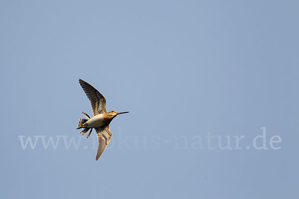 Bekassine (Gallinago gallinago)