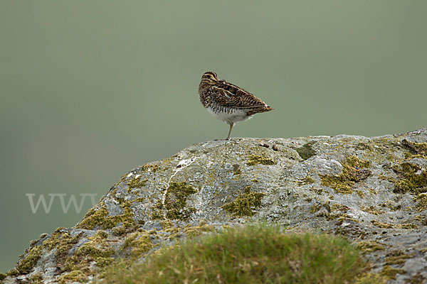 Bekassine (Gallinago gallinago)