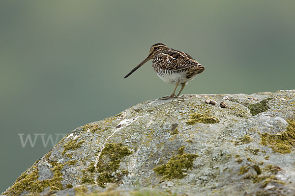 Bekassine (Gallinago gallinago)