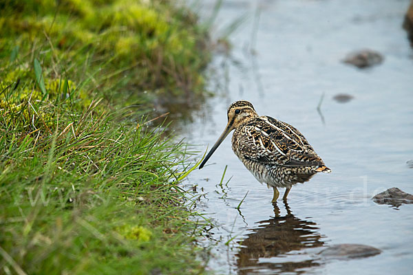 Bekassine (Gallinago gallinago)