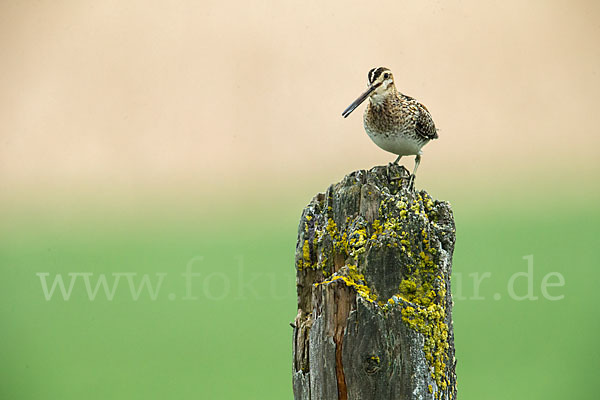 Bekassine (Gallinago gallinago)