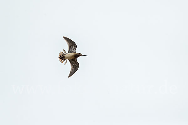 Bekassine (Gallinago gallinago)