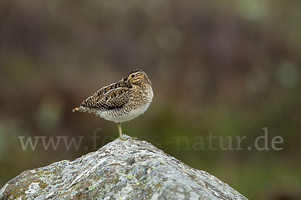 Bekassine (Gallinago gallinago)