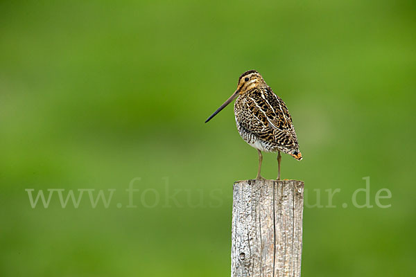 Bekassine (Gallinago gallinago)