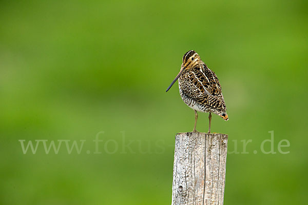 Bekassine (Gallinago gallinago)