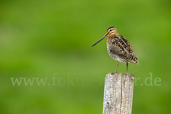 Bekassine (Gallinago gallinago)