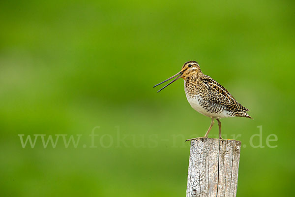 Bekassine (Gallinago gallinago)