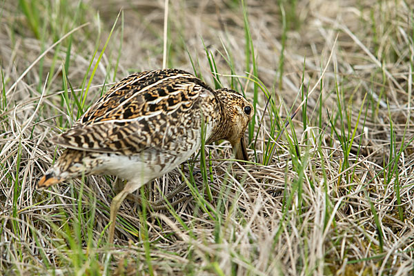 Bekassine (Gallinago gallinago)