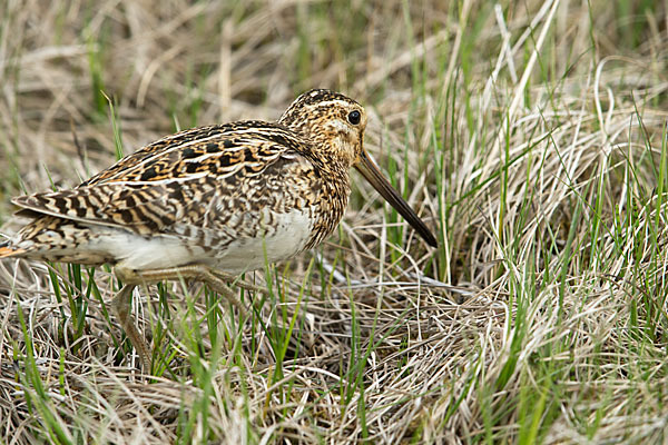 Bekassine (Gallinago gallinago)