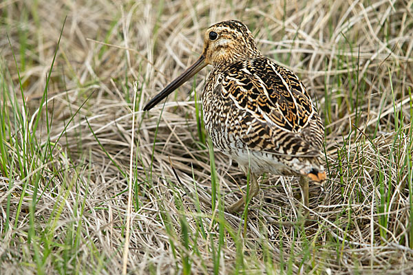 Bekassine (Gallinago gallinago)