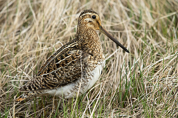 Bekassine (Gallinago gallinago)