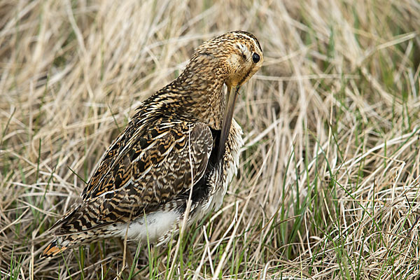 Bekassine (Gallinago gallinago)