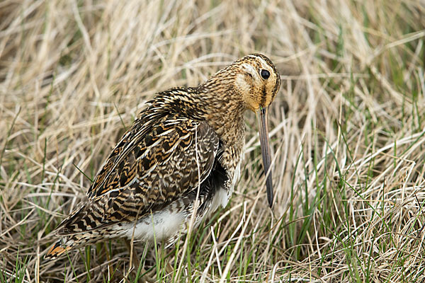 Bekassine (Gallinago gallinago)