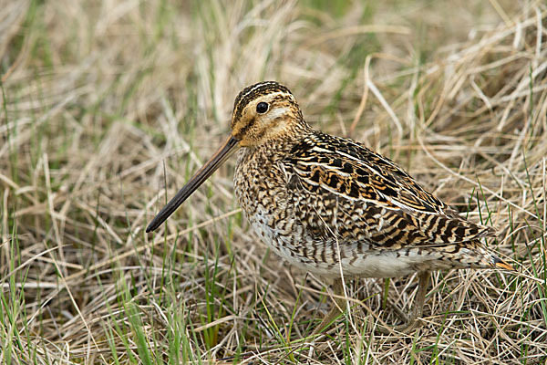 Bekassine (Gallinago gallinago)