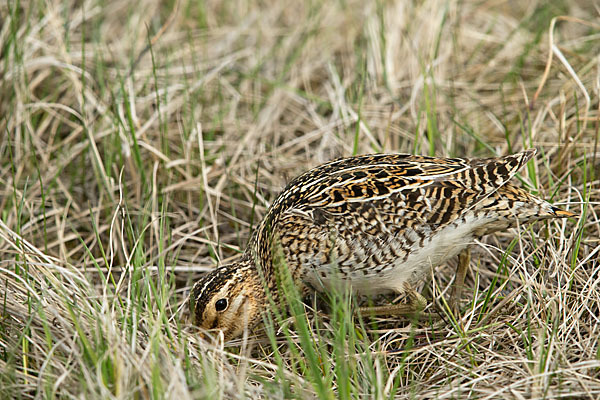 Bekassine (Gallinago gallinago)