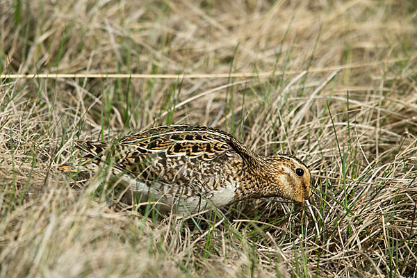 Bekassine (Gallinago gallinago)