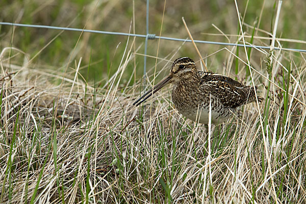 Bekassine (Gallinago gallinago)