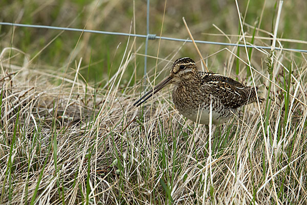 Bekassine (Gallinago gallinago)