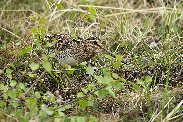 Bekassine (Gallinago gallinago)