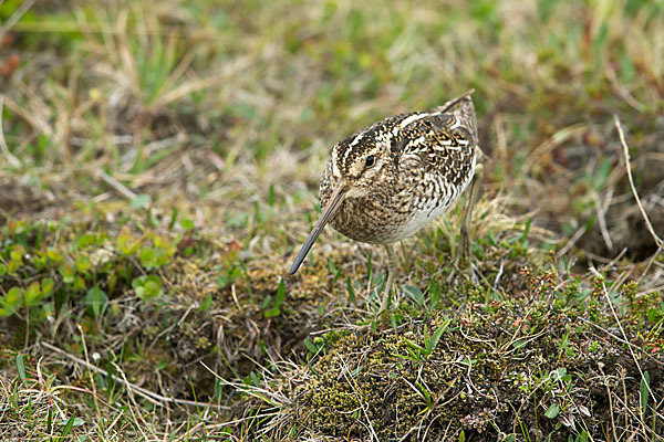 Bekassine (Gallinago gallinago)