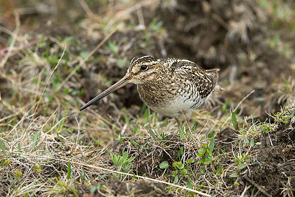 Bekassine (Gallinago gallinago)