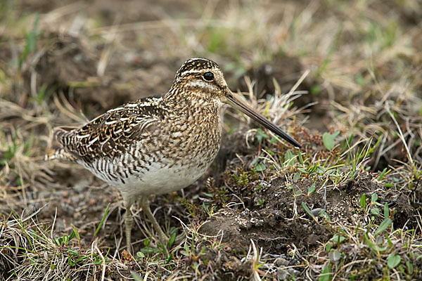 Bekassine (Gallinago gallinago)