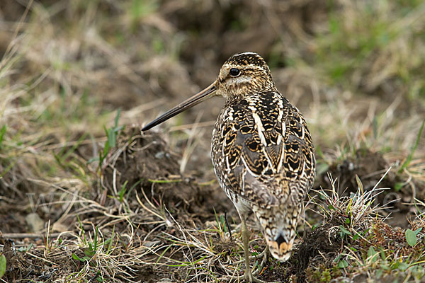 Bekassine (Gallinago gallinago)